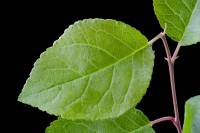 Saule marsault - Feuille (Salix caprea) 